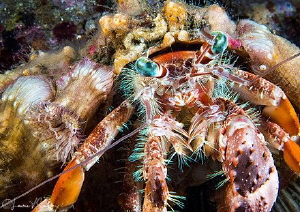 Anemone Hermit Crab/Photographed with a 60 mm macro lens by Laurie Slawson 